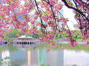 浜離宮の八重桜